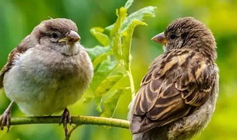 World Sparrow Day observed in Lakhimpur by Assam Agricultural University