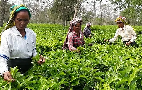 Over 400 tea gardens in Assam yet to clear PF, gratuity dues
