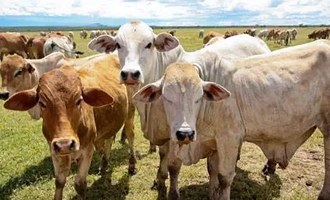 Assam Police foils cattle smuggling bid in Goalpara district
