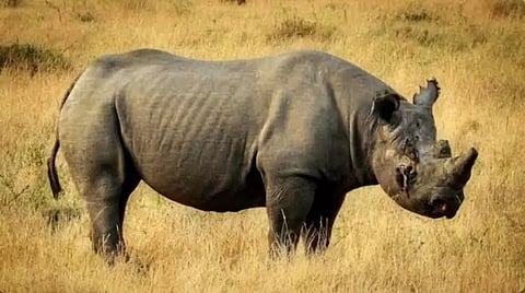 Assam: Police Recovers Rhino Carcass in Kaziranga’s Bagori Range With Missing Horn