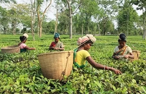 Assam Government plans major outreach for 200 years of tea industry