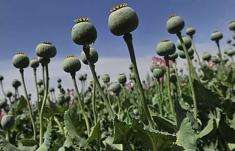 Manipur Police destroy 4,305 acres of illegal poppy cultivation