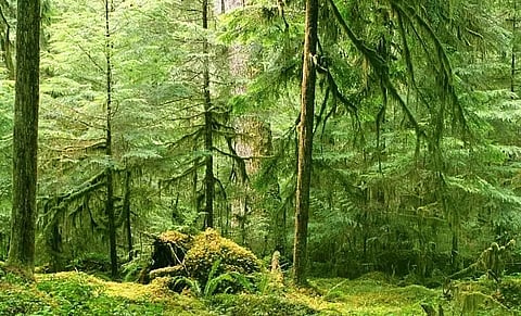 Situation tensed in Ranga Reserve Forest of Lakhimpur district