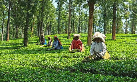 Labourers of Dekorai TE launch indefinite strike in Jamugurihat