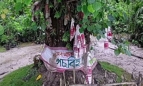 ‘Gaschh’ Bihu celebrated at Dhubri Medical College and Hospital (DMCH) campus