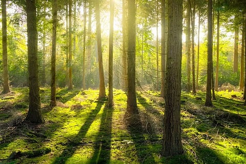 Preserving trees