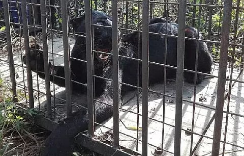 Assam: Rare Black Panther Caught in Cage Near Demow