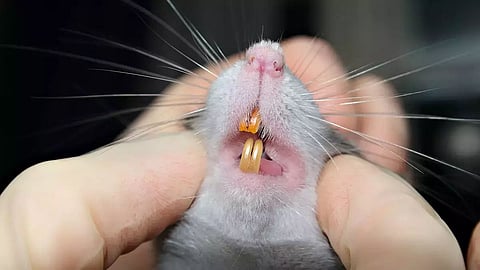 Guwahati’s Galleria Cinema Slaped with Fine of Over Rs 65000 for Rat Bite