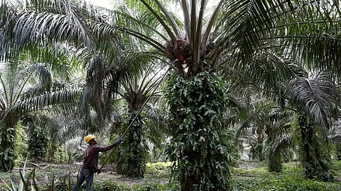 Palm oil venture: Cultivation to cover 2 lakh hectares by 2026