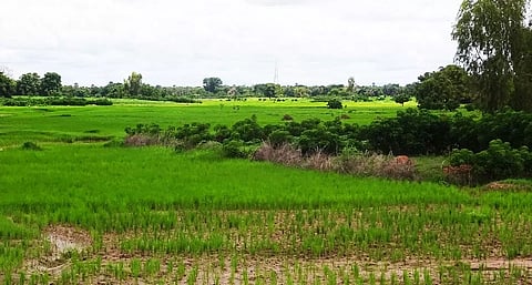 Workshop on “System intensification and harnessing rice fallows in Assam”