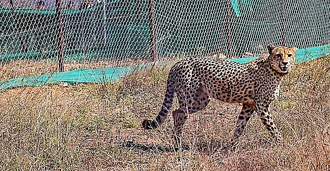 South African Female Cheetah In Kuno Dies From Mating Injuries, The Third Fatality In Three Months.