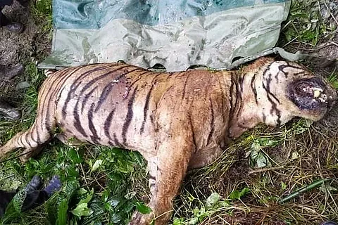 A Royal Bengal Tiger dies at Kaziranga National Park