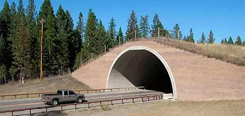 Elevated road hope for KNP wildlife conservation