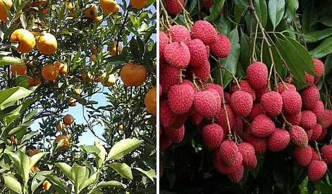 Centre Nods Sanctioning GI Tags to 13 Northeastern Products to 800 Farmers