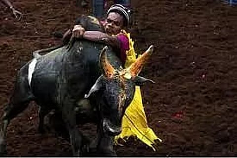 Supreme Court affirms Tamil Nadu law allowing ‘jallikattu’