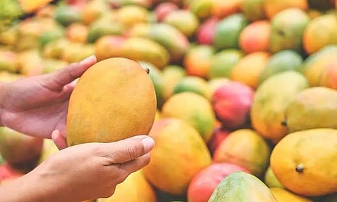 It's the season of mangoes: Top eight varieties of mangoes you must try!