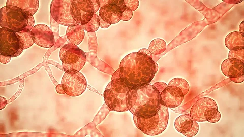 ‘Climate change driving threat of fungal infections in humans’, US health officials