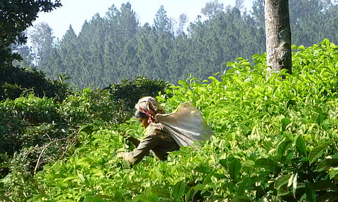 International Tea Day celebrated at Rupaisiding