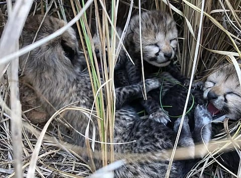 A Cub, 3 Adult Cheetahs Died In The Past 3 Months In Kuno.