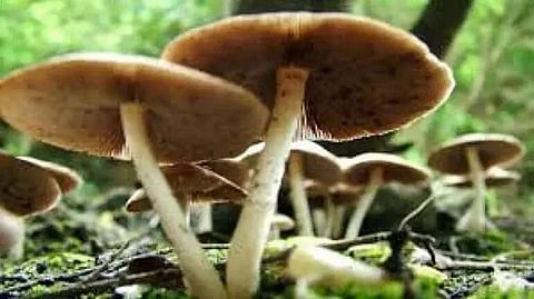 Assam: After Eating Poisonous Mushrooms, 8 Members of a Family Suffer Medical Problems