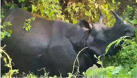 Wild Rhino Stuck in a Bog in Mariani, Rescue Team on its Way