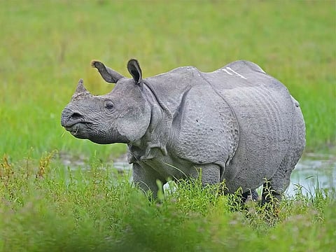 Locals Raise Complaints Against  Forest Department Regarding Trapped Rhino