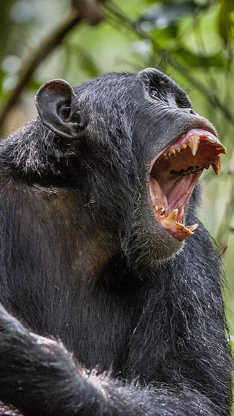 Most Aggressive Animals in the World