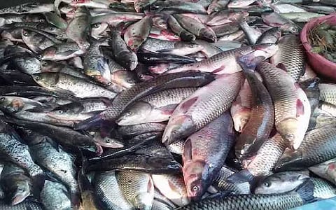 Asom Jatiyatabadi Yuva Chatra Parishad demands ban on selling fish with formalin