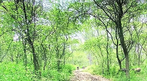Sootea legislator’s initiative for plantation on 21-km stretch of highway