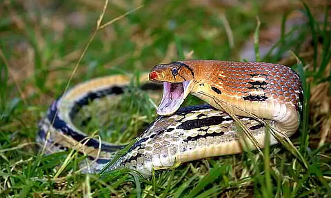 Snakebite crisis in Assam: Study calls for urgent intervention