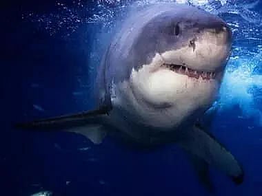 Shark That Devoured Russian Tourist at Egypt Beach to Be Mummified