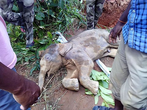 Elephant calf dies after falling into trench in Nonaipara TE