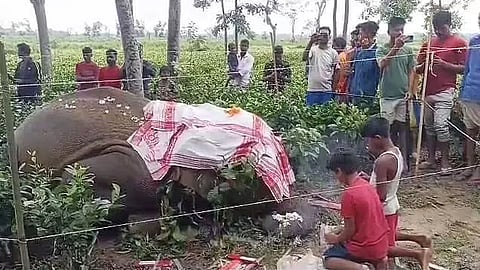 Assam: Wild Elephant Found Dead in Tea Garden