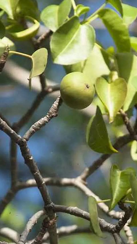 Most Dangerous trees in the world