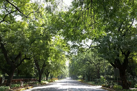 Delhi HC Directs Planting of 10,000 Trees With Rs 70 Lakh Deposited By Defaulting Litigants