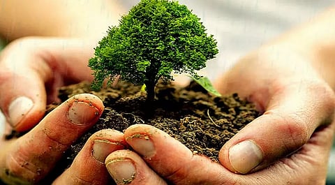 High Court directs planting 10K trees in Delhi
