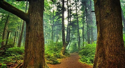 Uniform code on forest inventory