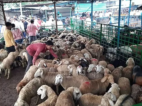 Delhi HC refuses to pass urgent orders on plea seeking ban on illegal slaughtering of animals