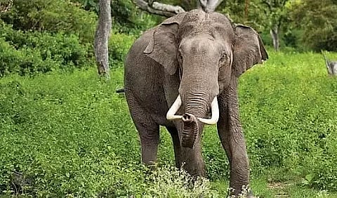 Assam: Tragic Incidents Unfold as Wild Elephant Claims Lives in Goalpara District