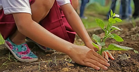 74th Vana Mahotsava week: Free sapling distribution programme held