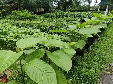 Certification of quality planting materials