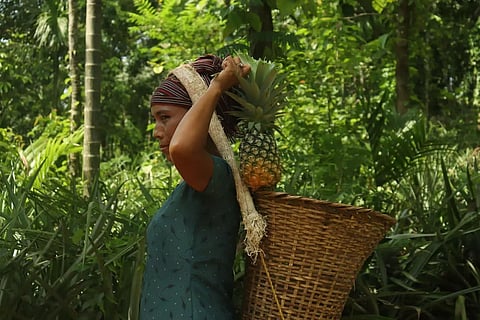 Meghalaya: West Garo Hills' FPC Dispatched 12 MT Kew Pineapples to Varanasi