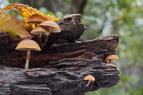 Meghalaya: 3 Dead Bodies Recovered, Consumption of Poisonous Mushrooms Suspected