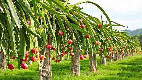 SHG member becomes self-dependent by farming dragon fruit