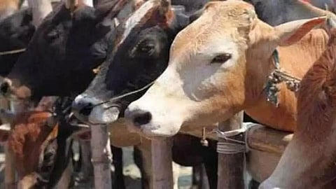 Guwahati Police foil attempts to smuggle cows