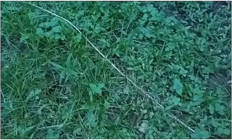 Assam: 3 Years Old Severely Injured by Live Electrical Wire