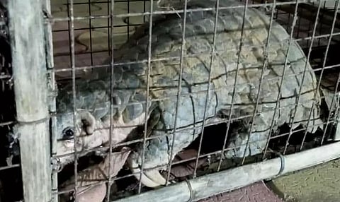 Guwahati Police Rescues Pangolin With Local People's Help