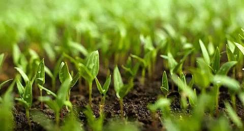 Livestock in organic production