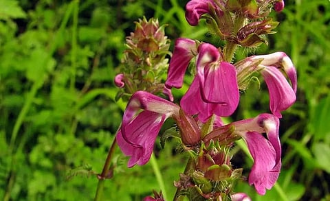 UP botanists discover new plant species in Sikkim
