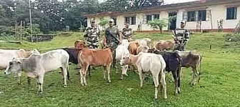 Meghalaya: BSF Rescues 88 Cattle on International Border with Bangladesh